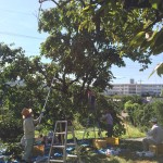 無事開催。渋柿収穫体験と工場見学会